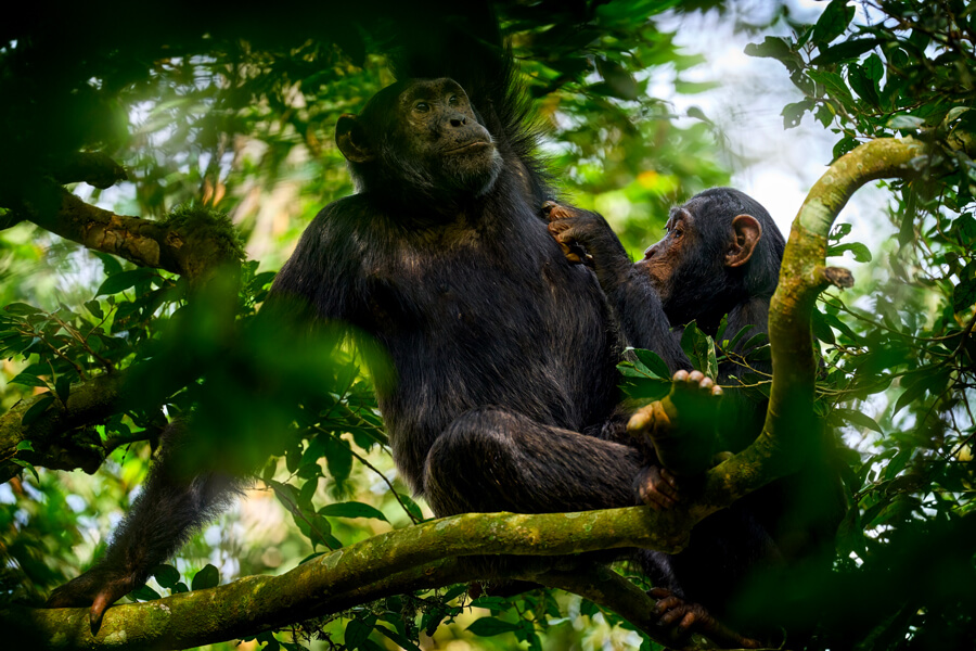 Chimpanzee Tracking 
